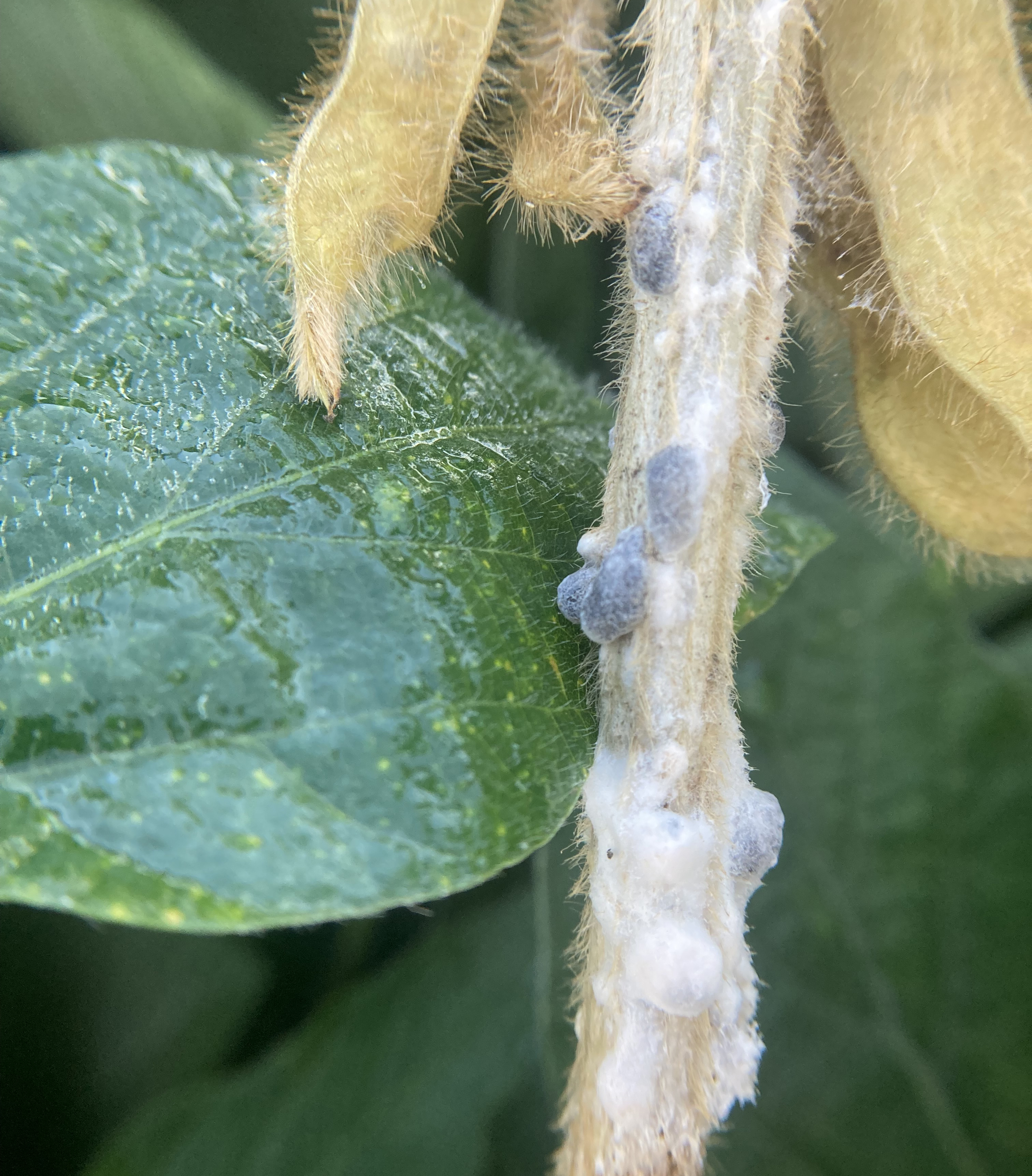Soybean stem infected with white mold, showing fuzzy white fungal growth and dark sclerotia along the stem. A healthy green leaf is visible in the background.